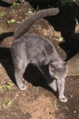 Little Gray