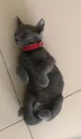 Little Gray