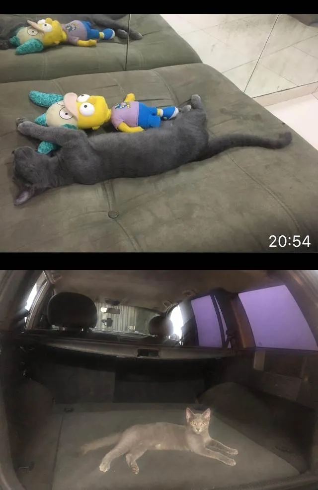 Gato ra a  idade 2 a 6 meses nome Little Gray
