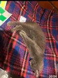 Little Gray