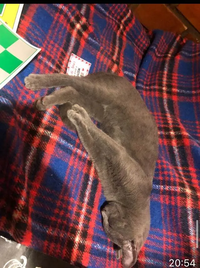 Gato ra a  idade 2 a 6 meses nome Little Gray