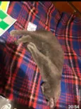 Little Gray