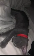 Little Gray