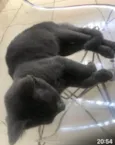 Little Gray