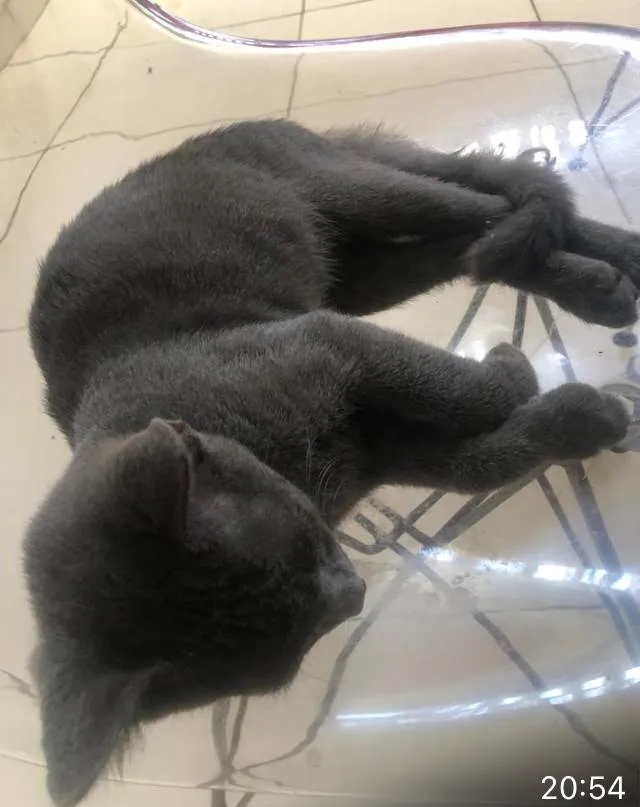 Gato ra a  idade 2 a 6 meses nome Little Gray