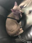 Little Gray