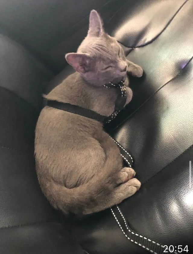 Gato ra a  idade 2 a 6 meses nome Little Gray