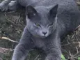 Little Gray