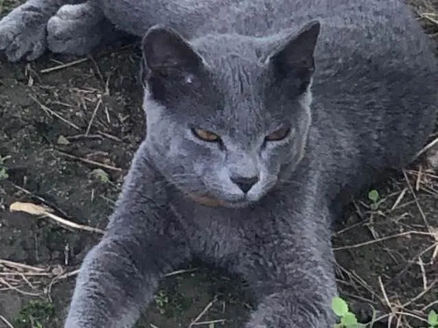 Gato ra a  idade 2 a 6 meses nome Little Gray