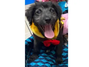 Cachorro raça SRD idade Abaixo de 2 meses nome Sem Nome