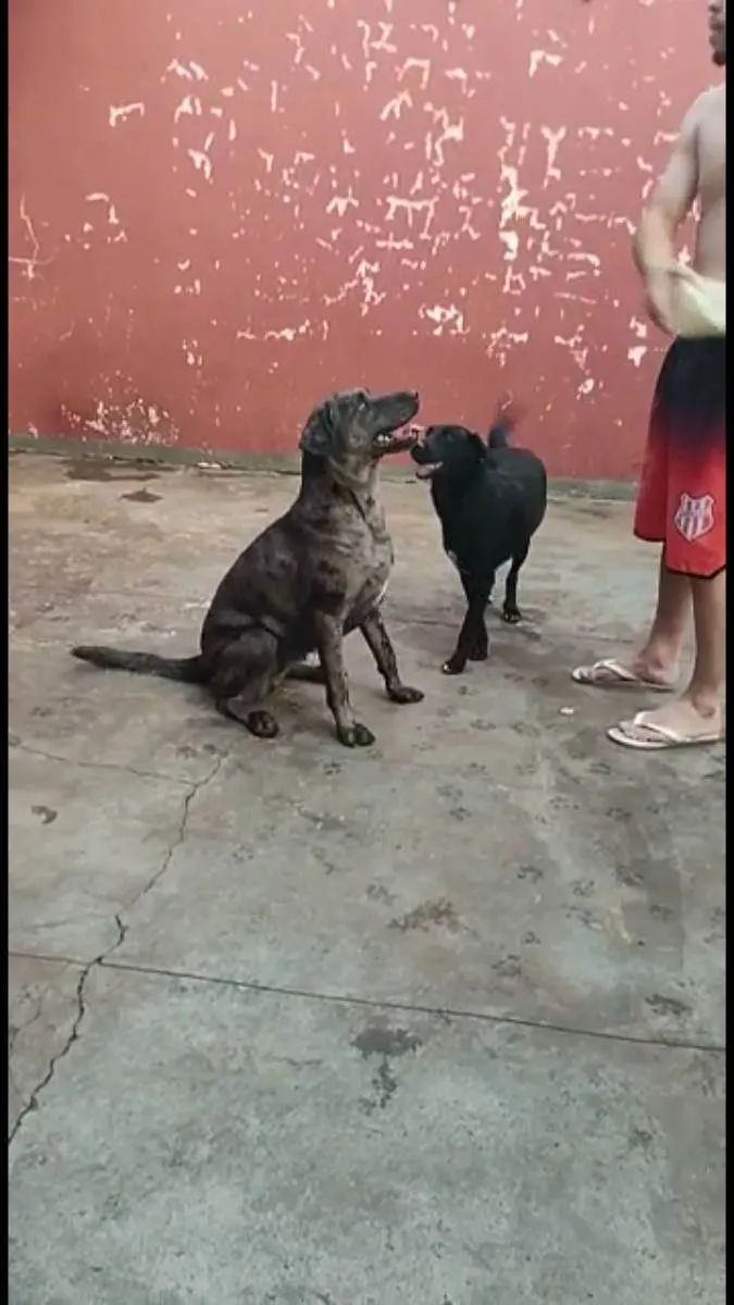 Cachorro ra a Vira lata idade 3 anos nome Jolie