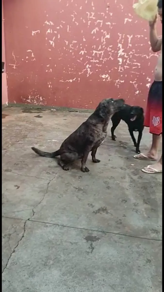 Cachorro ra a Vira lata idade 3 anos nome Jolie