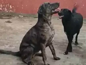 Cachorro raça Vira lata idade 3 anos nome Jolie