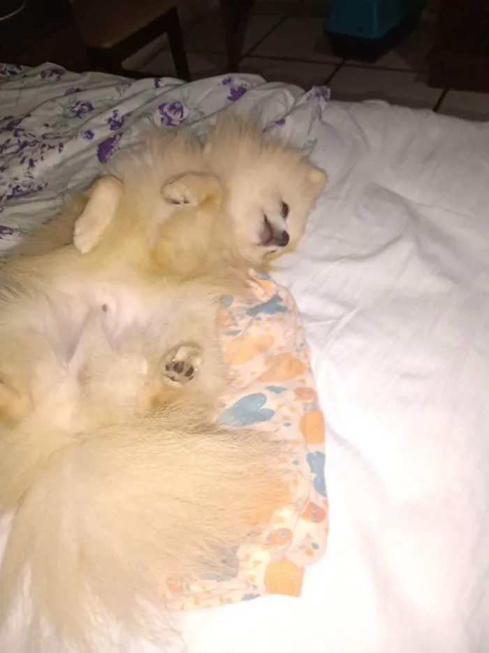 Cachorro ra a Lulu idade 2 a 6 meses nome Lulu