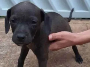 Cachorro raça SRD idade 2 a 6 meses nome Pandora