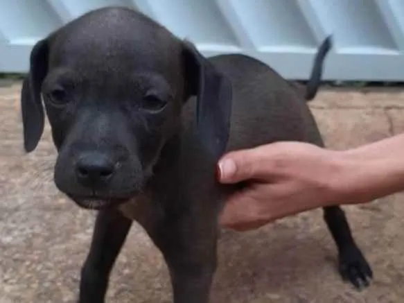 Cachorro ra a SRD idade 2 a 6 meses nome Pandora