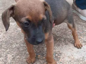 Cachorro raça SRD idade 2 a 6 meses nome Jove