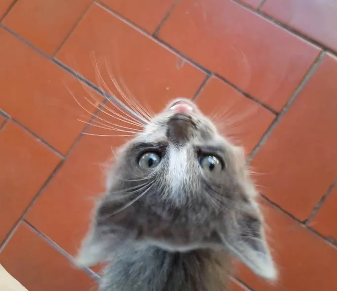 Gato ra a PCB idade Abaixo de 2 meses nome Bela