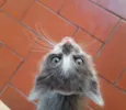 Bela