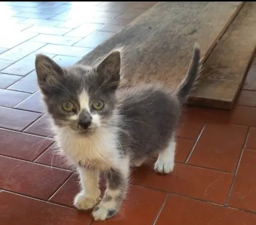 Gato ra a PCB idade Abaixo de 2 meses nome Bela