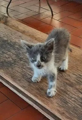 Gato ra a PCB idade Abaixo de 2 meses nome Bela