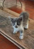 Bela