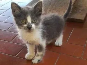 Gato raça PCB idade Abaixo de 2 meses nome Bela