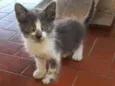 Bela