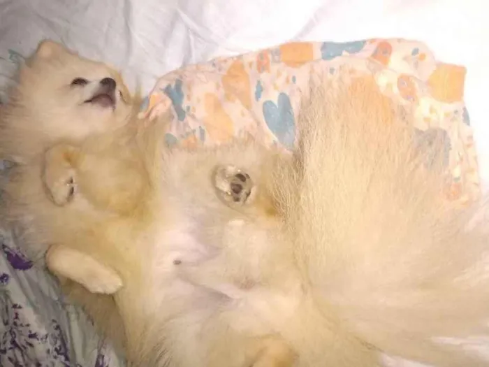 Cachorro ra a Lulu idade 2 a 6 meses nome Lulu