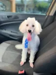 Simon 