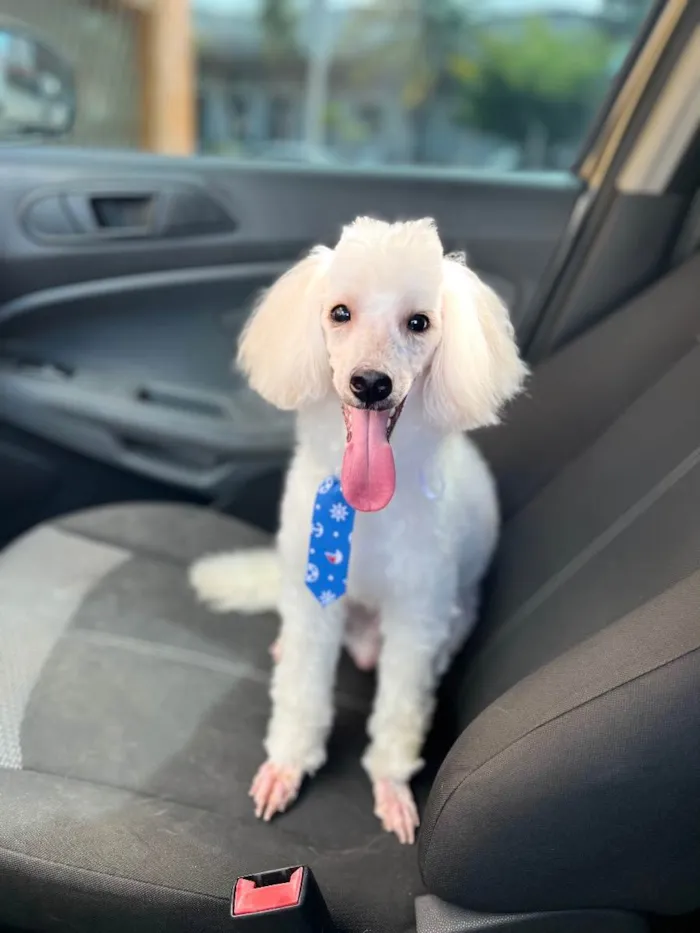 Cachorro raça Poodle  idade 5 anos nome Simon 