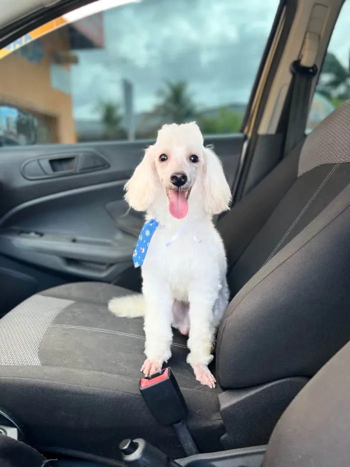 Cachorro raça Poodle  idade 5 anos nome Simon 