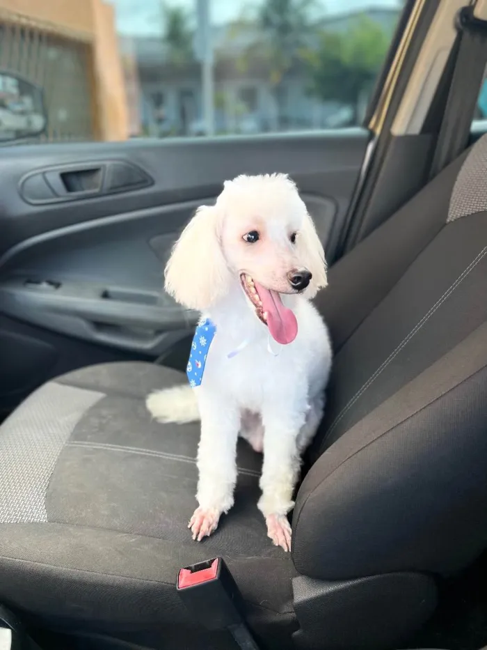 Cachorro raça Poodle  idade 5 anos nome Simon 