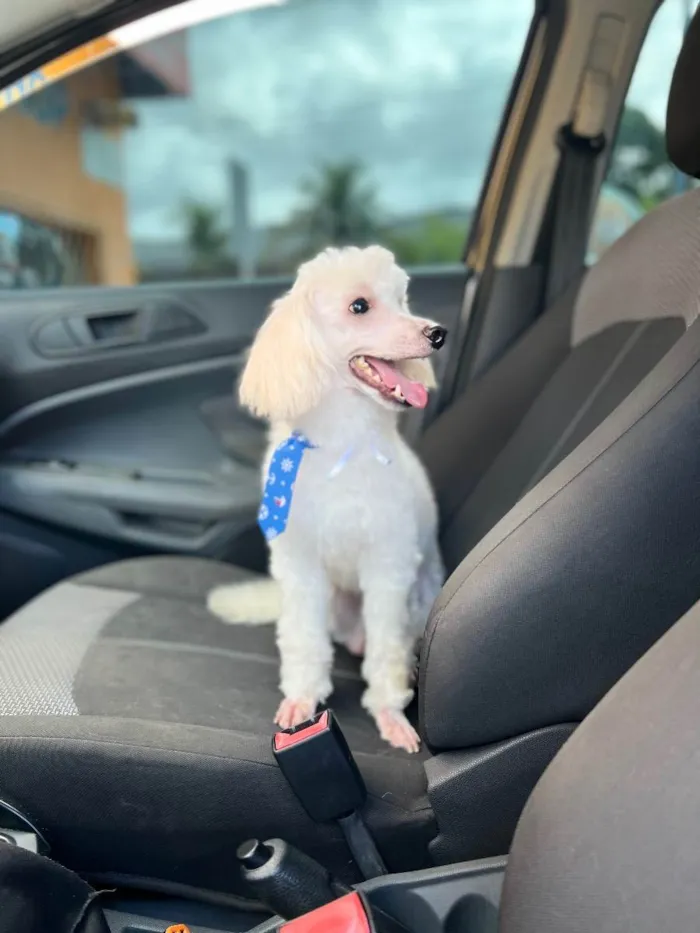 Cachorro raça Poodle  idade 5 anos nome Simon 