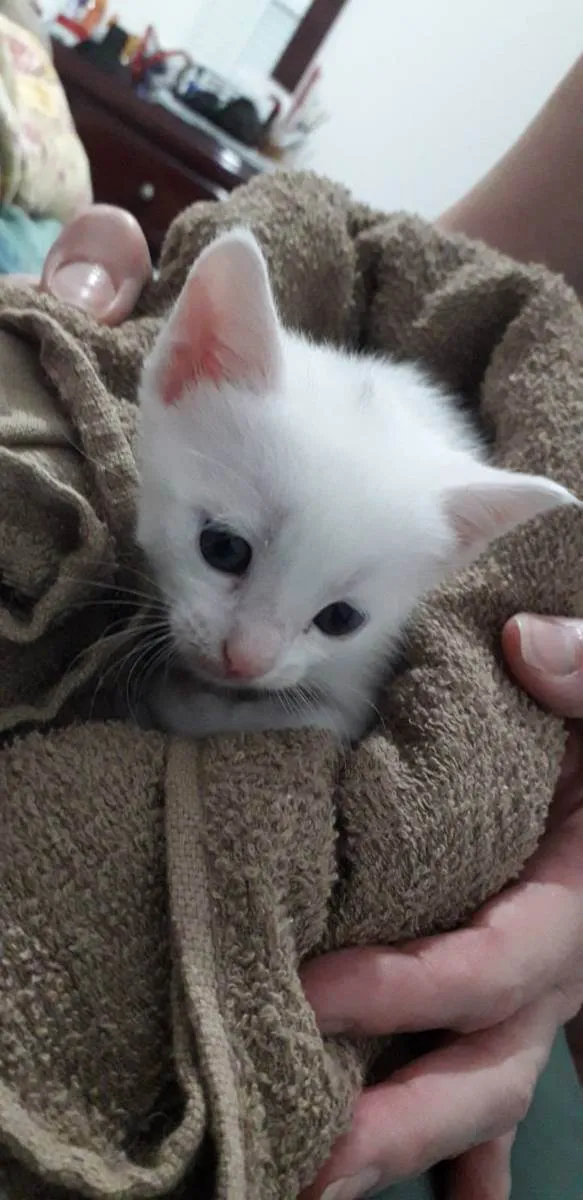Gato ra a Indefinida idade Abaixo de 2 meses nome Sem nome