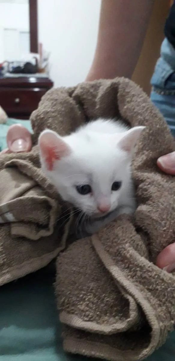 Gato ra a Indefinida idade Abaixo de 2 meses nome Sem nome