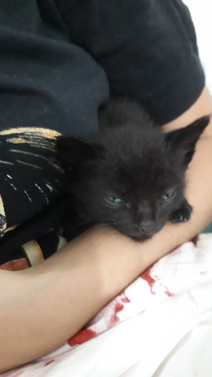 Gato ra a Indefinida idade Abaixo de 2 meses nome Sem nome