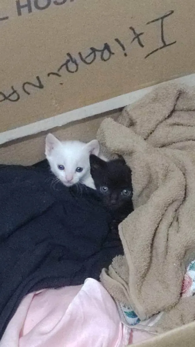 Gato ra a Indefinida idade Abaixo de 2 meses nome Sem nome