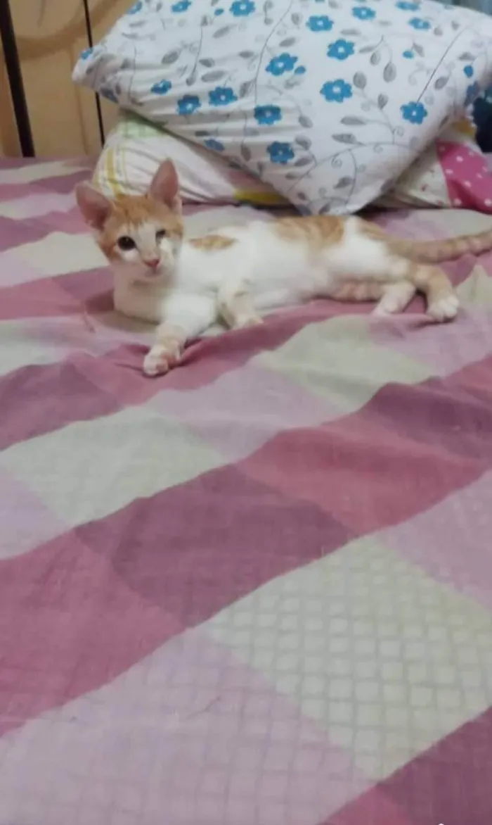 Gato ra a SRD idade 2 a 6 meses nome Fred
