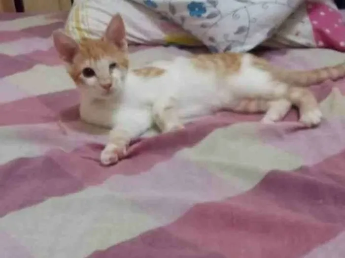 Gato ra a SRD idade 2 a 6 meses nome Fred