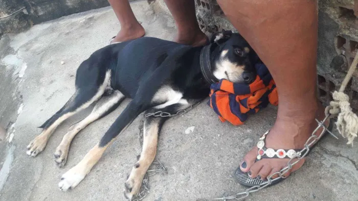 Cachorro ra a Vira-lata com rotivale idade 2 anos nome Pingo 