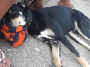 Cachorro raça Vira-lata com rotivale idade 2 anos nome Pingo 