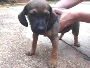 Cachorro raça SRD idade 2 a 6 meses nome Betowen