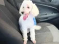 Simon 