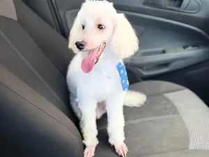 Cachorro raça Poodle  idade 5 anos nome Simon 