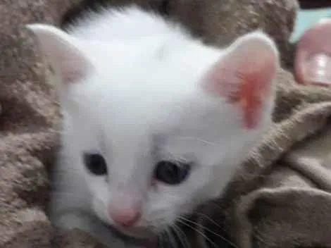 Gato ra a Indefinida idade Abaixo de 2 meses nome Sem nome