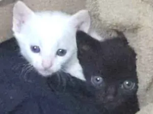 Gato raça Indefinida idade Abaixo de 2 meses nome Sem nome