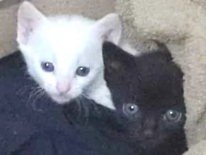 Gato ra a Indefinida idade Abaixo de 2 meses nome Sem nome