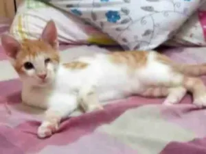 Gato raça SRD idade 2 a 6 meses nome Fred