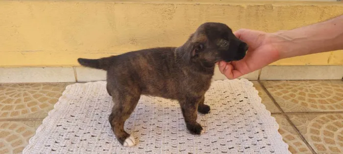 Cachorro ra a SRD idade Abaixo de 2 meses nome Filhote Malhado